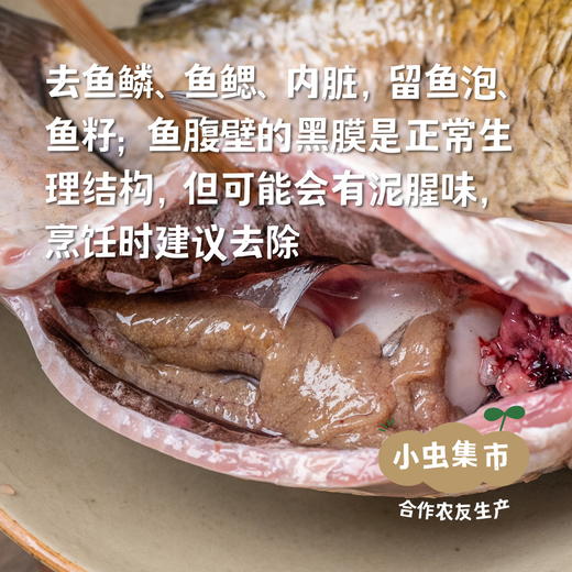 野放胖头鱼/鲫鱼／桂鱼/小公鱼（野放捕捞，3-7天左右发出）| 合作农友生产，产自密云水库，生产者：张友 *【公平贸易农人定价】 商品图1