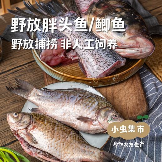野放胖头鱼/鲫鱼／桂鱼/小公鱼（野放捕捞，3-7天左右发出）| 合作农友生产，产自密云水库，生产者：张友 *【公平贸易农人定价】 商品图0