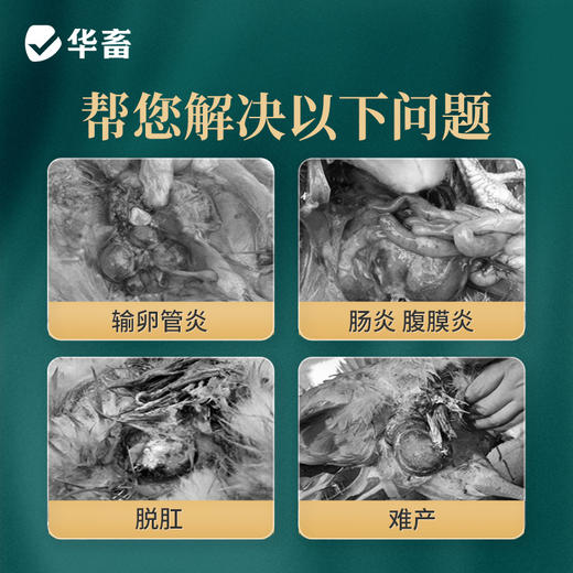 【社群专享】卵健1kg 清热除湿解毒消肿 输卵管炎肠炎等 商品图1