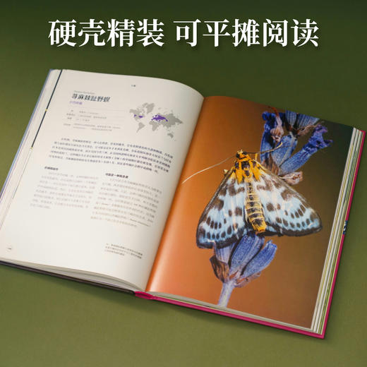 普林斯顿大学生物图鉴系列|飞蛾：被低估的鳞翅目 超300幅精美而严谨的制图、摄影作品， 聚焦被误认为“蝴蝶”的美丽昆虫！ 自然百科科普 商品图3