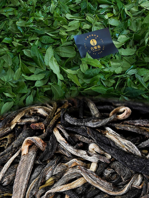 店铺鼎级藏品【禄票】2020年绿水塘核心中的的核心大单株，临沧绿水塘出道即巅峰，全球仅有四提，每提均锡罐包装 商品图4