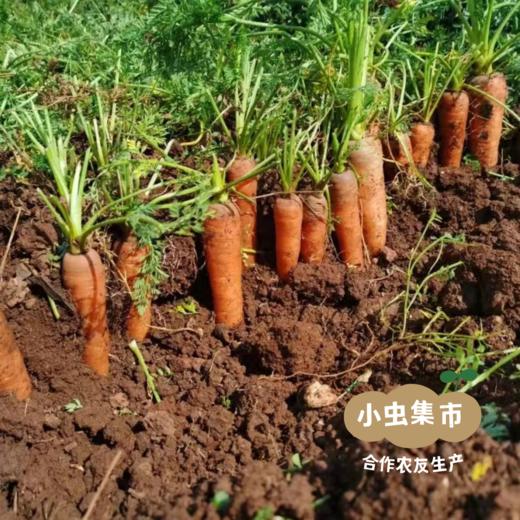 云南有机胡萝卜3斤/5斤│ 合作农友生产，产自云南昆明，生产者：王建钧 *【公平贸易农人定价】 商品图5