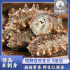 海利恒精品米刺，平价海参200g*5(30-35根)一份够吃一个多月， 健康轻食 吃海参，每天不到十块钱，健康身体吃出来！！！！ 商品缩略图2