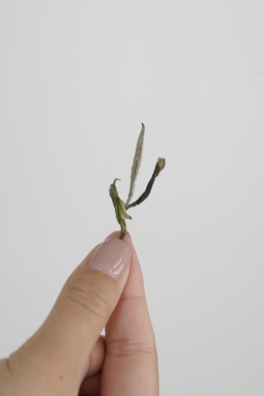 清如许严选｜2023年白牡丹品鉴 牡丹王 18克／罐 商品图2