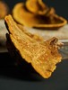 【野生桑树桑黄•西藏察隅】#顺丰  源自西藏原始森林  质地紧密  面如黄金 商品缩略图1