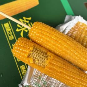 绿塔~甜糯软香玉米