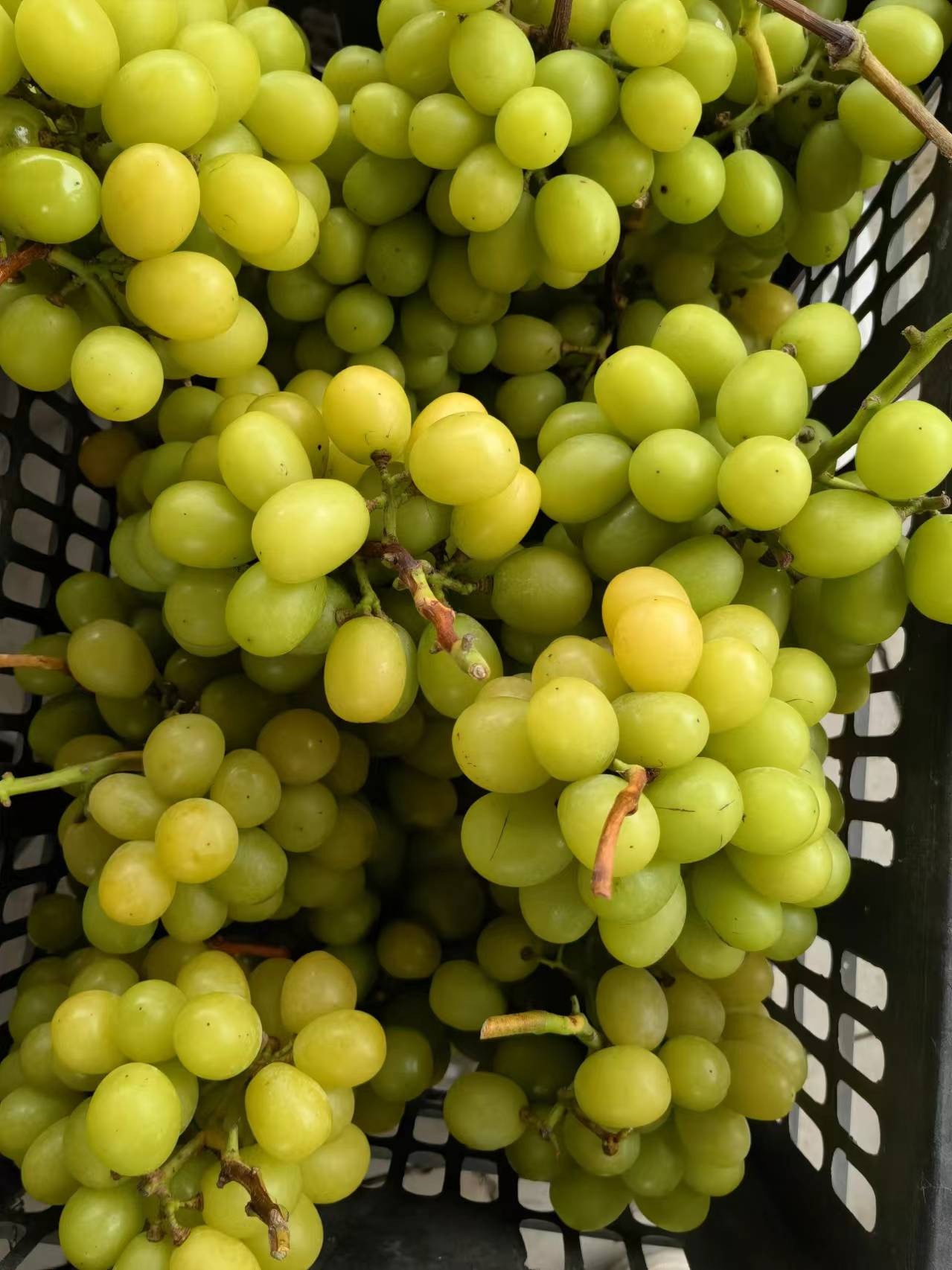 原生态阳光玫瑰（ 4斤）