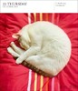 Cat Page-A-Day Gallery Calendar 2025 / 2025画廊台历：猫 商品缩略图3