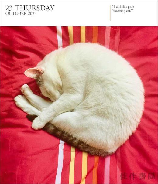 Cat Page-A-Day Gallery Calendar 2025 / 2025画廊台历：猫 商品图3