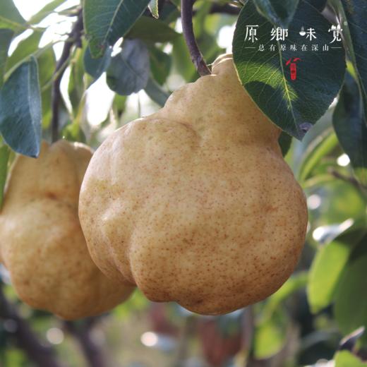 生态秋月蜜梨&冰淇淋丑梨&佛手梨（基地直发-顺丰包邮）| 多种规格，来自山东青岛莱西小沽河畔，生产者：小康园主【合作生产，公平贸易】 商品图6
