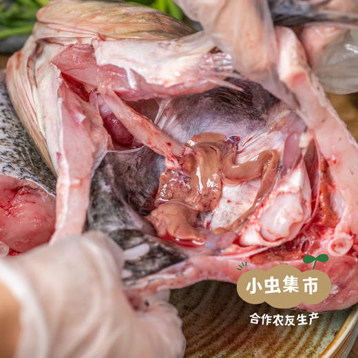 野放胖头鱼/鲫鱼／桂鱼/小公鱼（野放捕捞，3-7天左右发出）| 合作农友生产，产自密云水库，生产者：张友 *【公平贸易农人定价】 商品图11