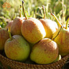 S孔雀金枝 新疆库尔勒 爆汁香梨 口口爆汁 如畅饮果汁 商品缩略图2