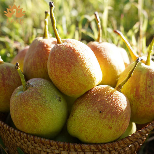 S孔雀金枝 新疆库尔勒 爆汁香梨 口口爆汁 如畅饮果汁 商品图2