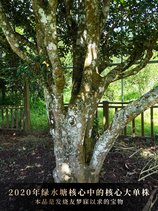 店铺鼎级藏品【禄票】2020年绿水塘核心中的的核心大单株，临沧绿水塘出道即巅峰，全球仅有四提，每提均锡罐包装 商品图8