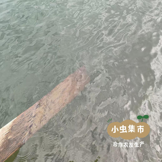 野放胖头鱼/鲫鱼／桂鱼/小公鱼（野放捕捞，3-7天左右发出）| 合作农友生产，产自密云水库，生产者：张友 *【公平贸易农人定价】 商品图8