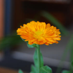 金盏花浸泡油，流动的金色阳光 