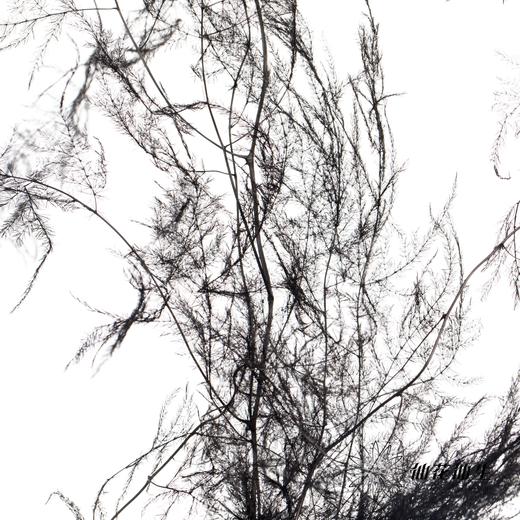 永生花材 | 文竹黑 商品图2