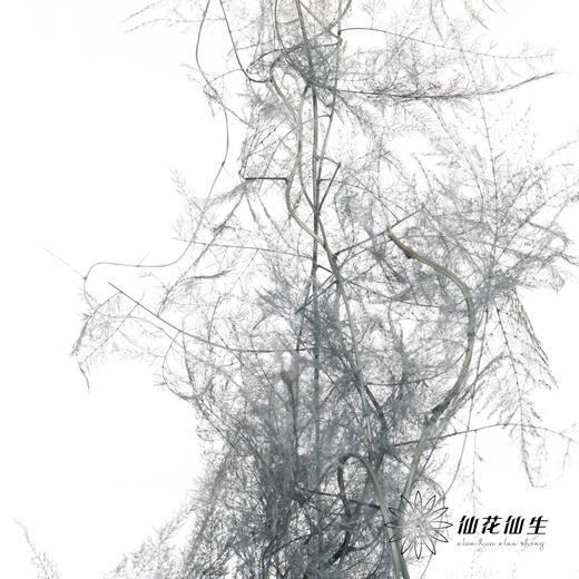 永生花材 | 文竹灰 商品图2