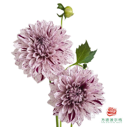 大丽花-瓦特利安王子 4-5枝一扎 商品图0