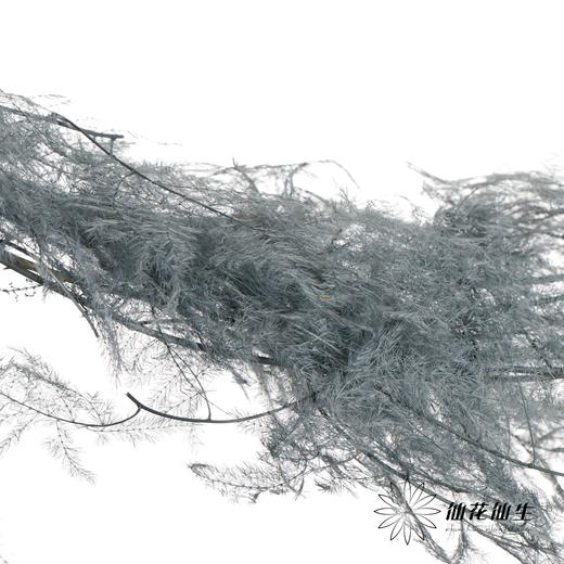 永生花材 | 文竹灰 商品图0