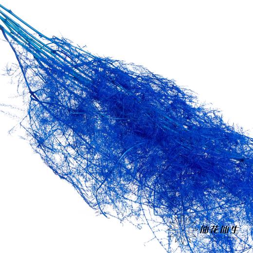 永生花材 | 文竹宝蓝 商品图2