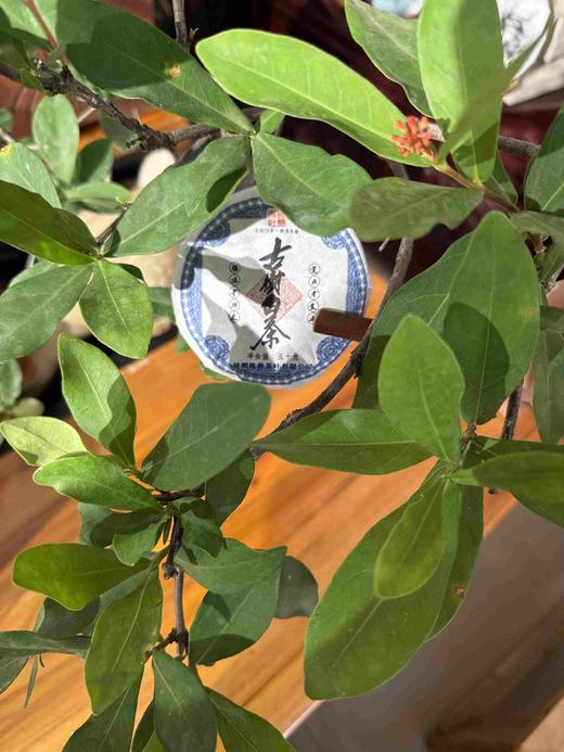 29      老白茶，2020年景迈大寨古树白茶，这个地方是云南生态最好的茶产区之一，尝鲜价8元一片，5片包邮，买十送一 商品图0