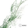永生花材 | 文竹绿 商品缩略图2