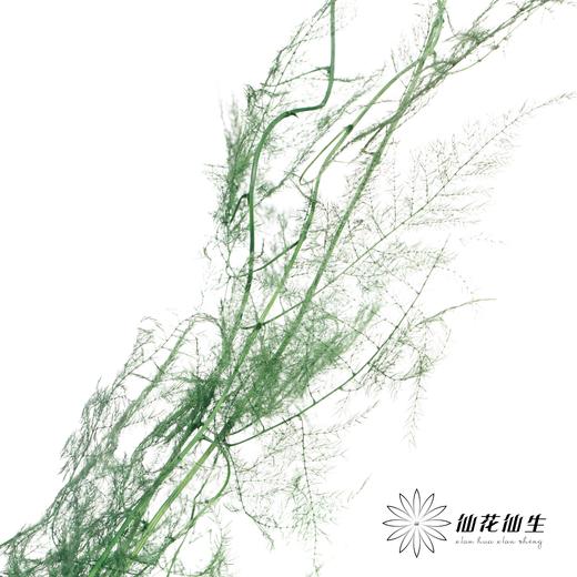 永生花材 | 文竹绿 商品图2