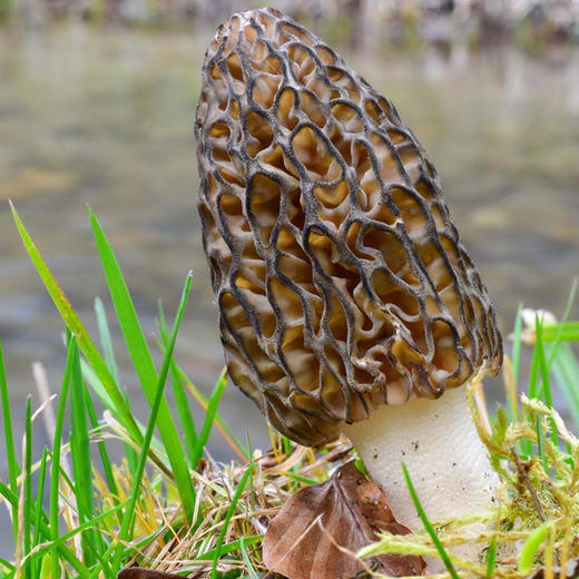 野生羊肚菌（干货） 30g 商品图8