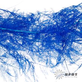 永生花材 | 文竹宝蓝