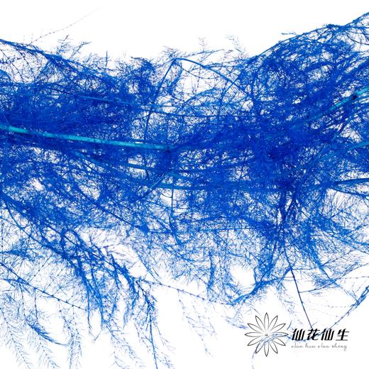 永生花材 | 文竹宝蓝 商品图0