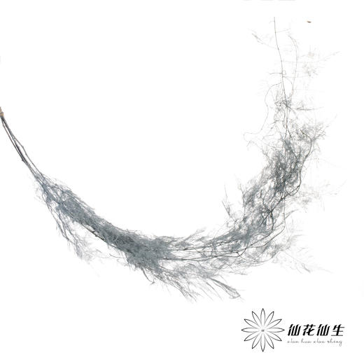 永生花材 | 文竹灰 商品图1