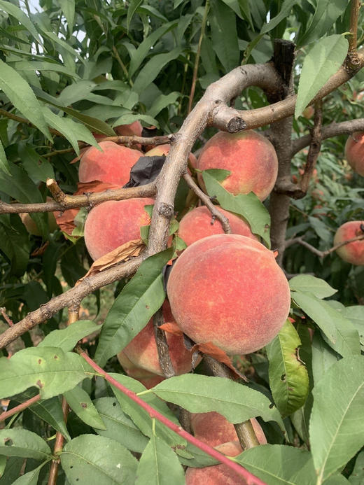 🔥【SGS 380项农残O检出】【99%复购率】山坡岩地秋桃 自然成熟 最有风味的桃 “吉尼斯记录”的桃
山东临沂发货 顺丰快递 阴凉干燥处保存 商品图4