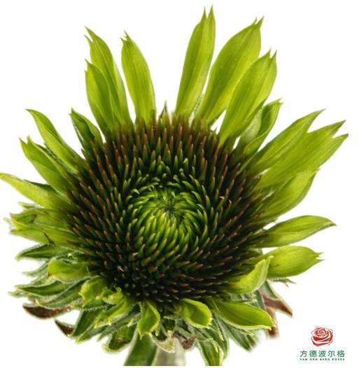 彩虹糖 商品图0