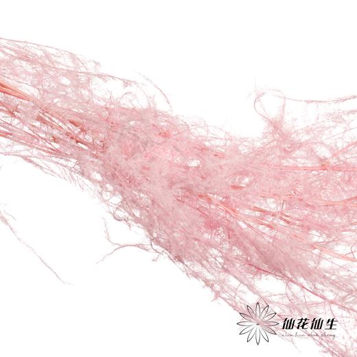 永生花材 | 文竹粉 商品图3