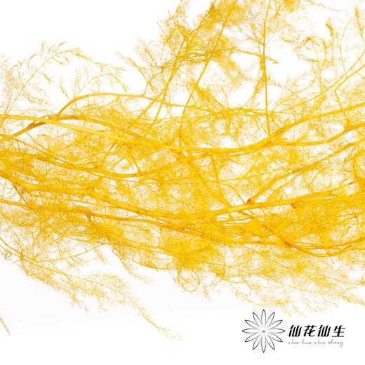 永生花材 | 文竹黄 商品图0