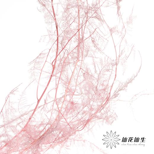 永生花材 | 文竹粉 商品图2