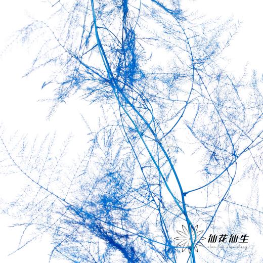永生花材 | 文竹宝蓝 商品图3
