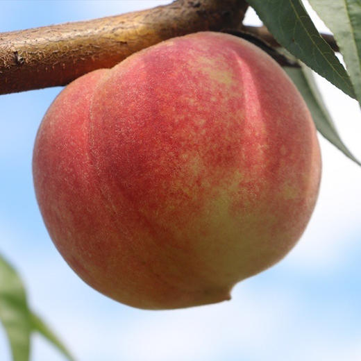 🔥【SGS 380项农残O检出】【99%复购率】山坡岩地秋桃 自然成熟 最有风味的桃 “吉尼斯记录”的桃
山东临沂发货 顺丰快递 阴凉干燥处保存 商品图3