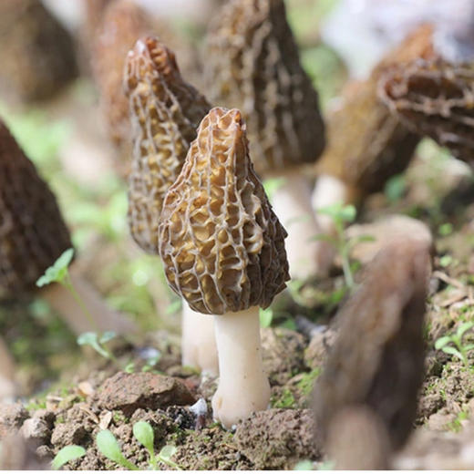 野生羊肚菌（干货） 30g 商品图0