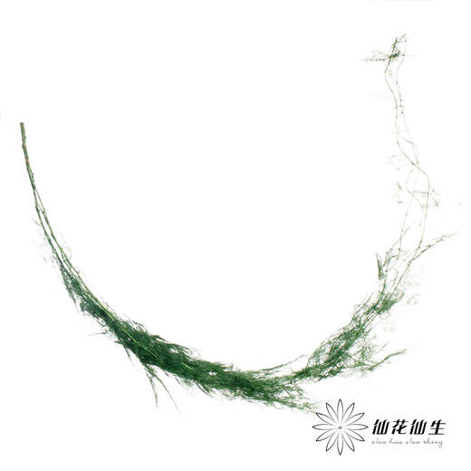 永生花材 | 文竹绿 商品图1