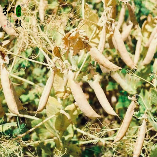 【弘毅六不用生态农场】六不用豌豆 青豌豆（干） 商品图2