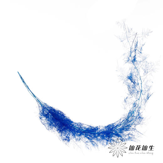 永生花材 | 文竹宝蓝 商品图1