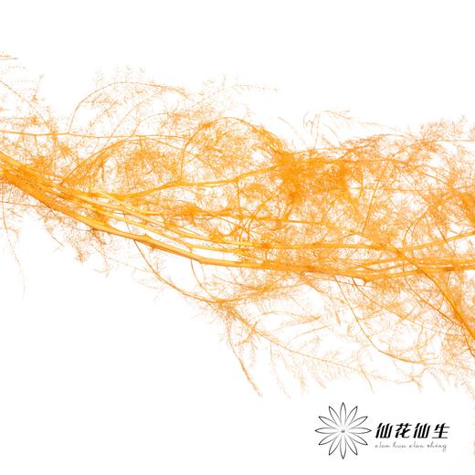 永生花材 | 文竹橙 商品图0