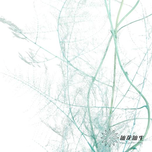 永生花材 | 文竹蒂芙尼蓝 商品图2