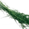 永生花材 | 文竹绿 商品缩略图0