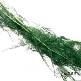 永生花材 | 文竹绿