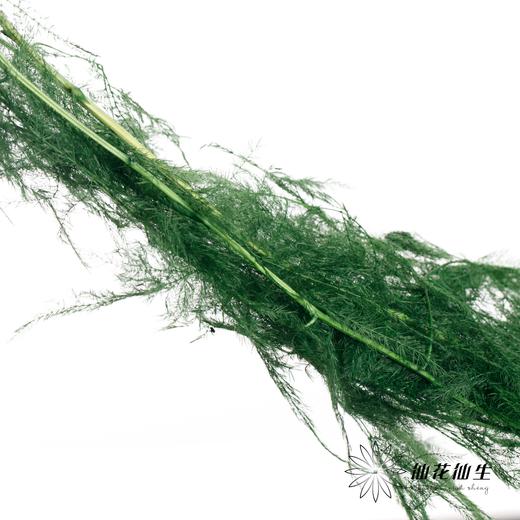 永生花材 | 文竹绿 商品图0