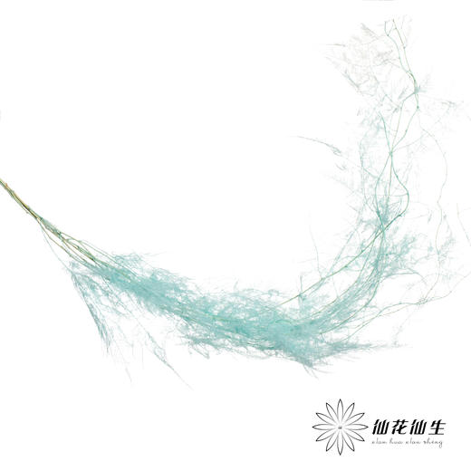 永生花材 | 文竹蒂芙尼蓝 商品图1