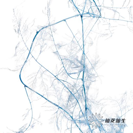 永生花材 | 文竹天蓝 商品图1